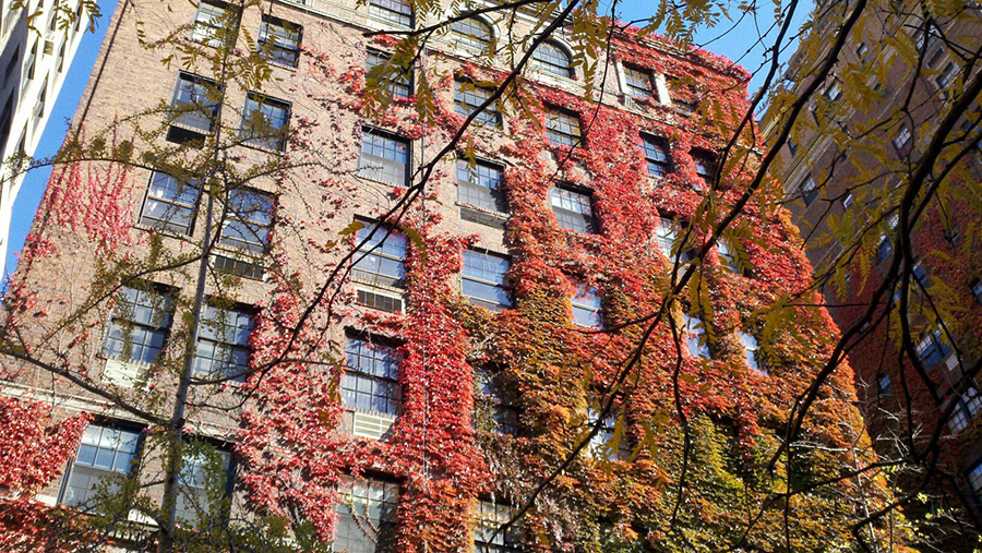 fall foliage nyc